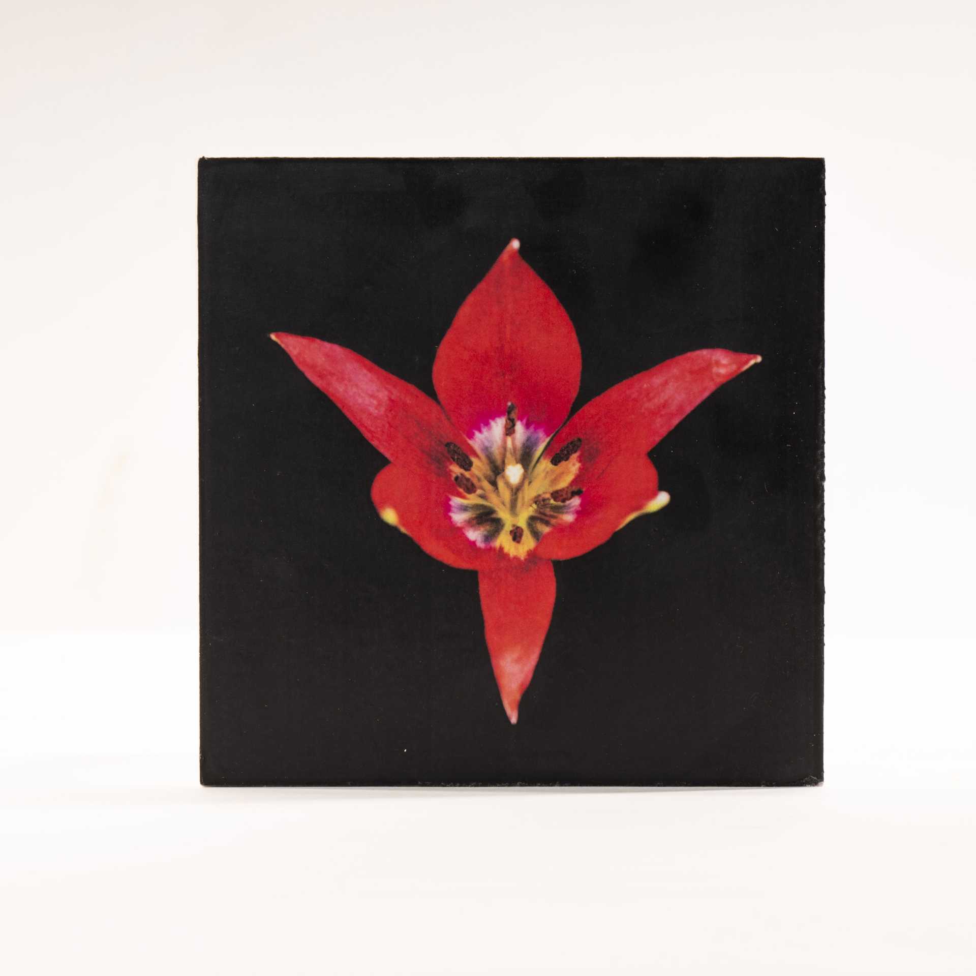 TULIPA – LUZ BUENA