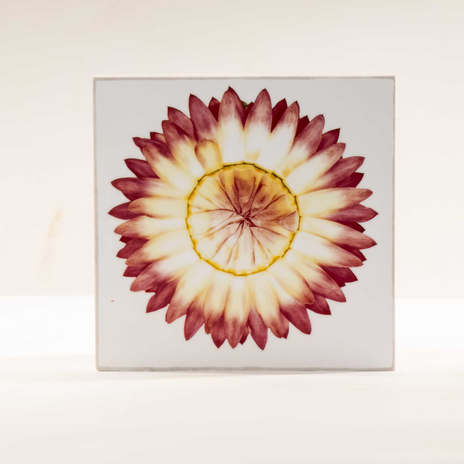 TZVELEV – LUZ BUENA