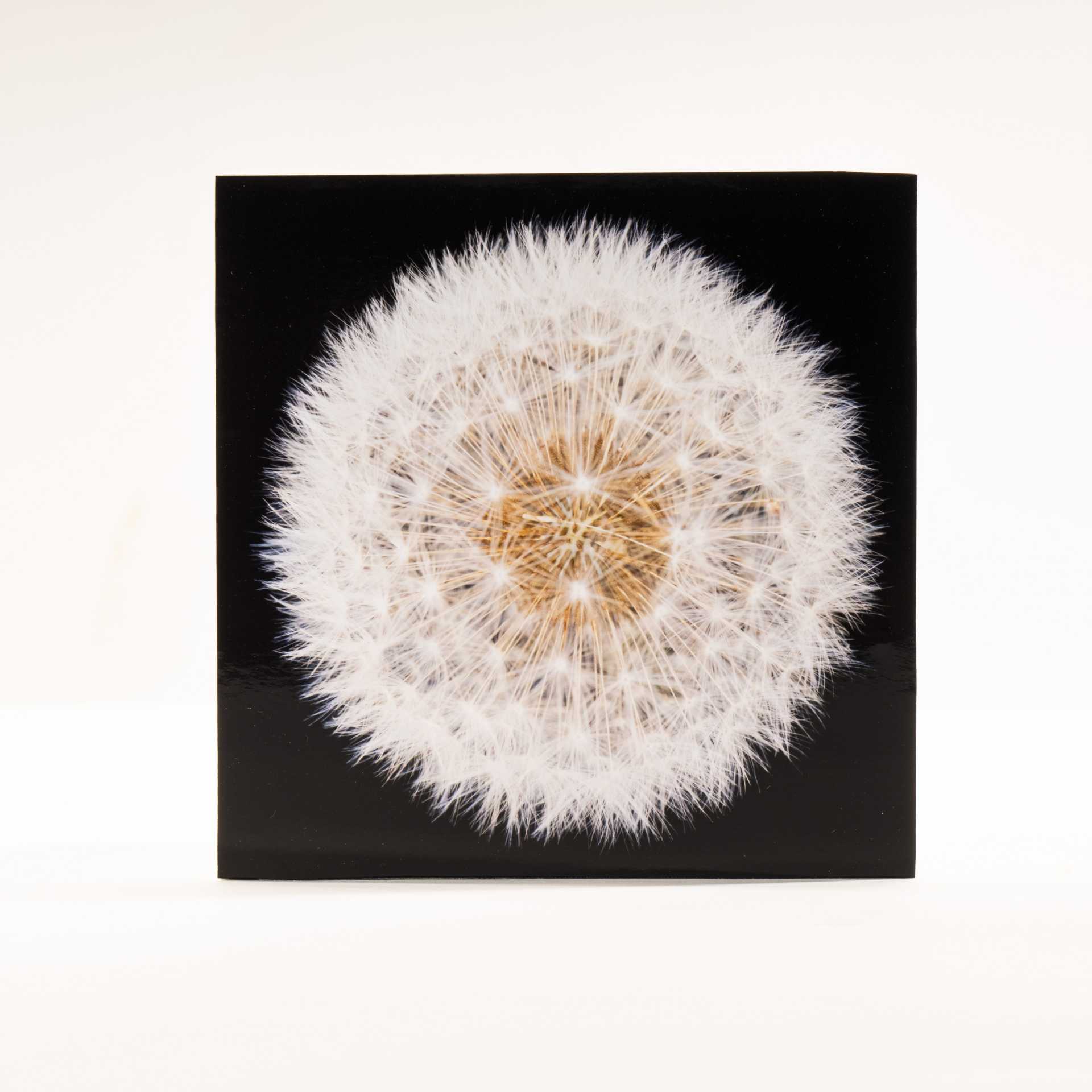 TARAXACUM – LUZ BUENA