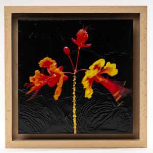 CAESALPINIA - LUZ BUENA