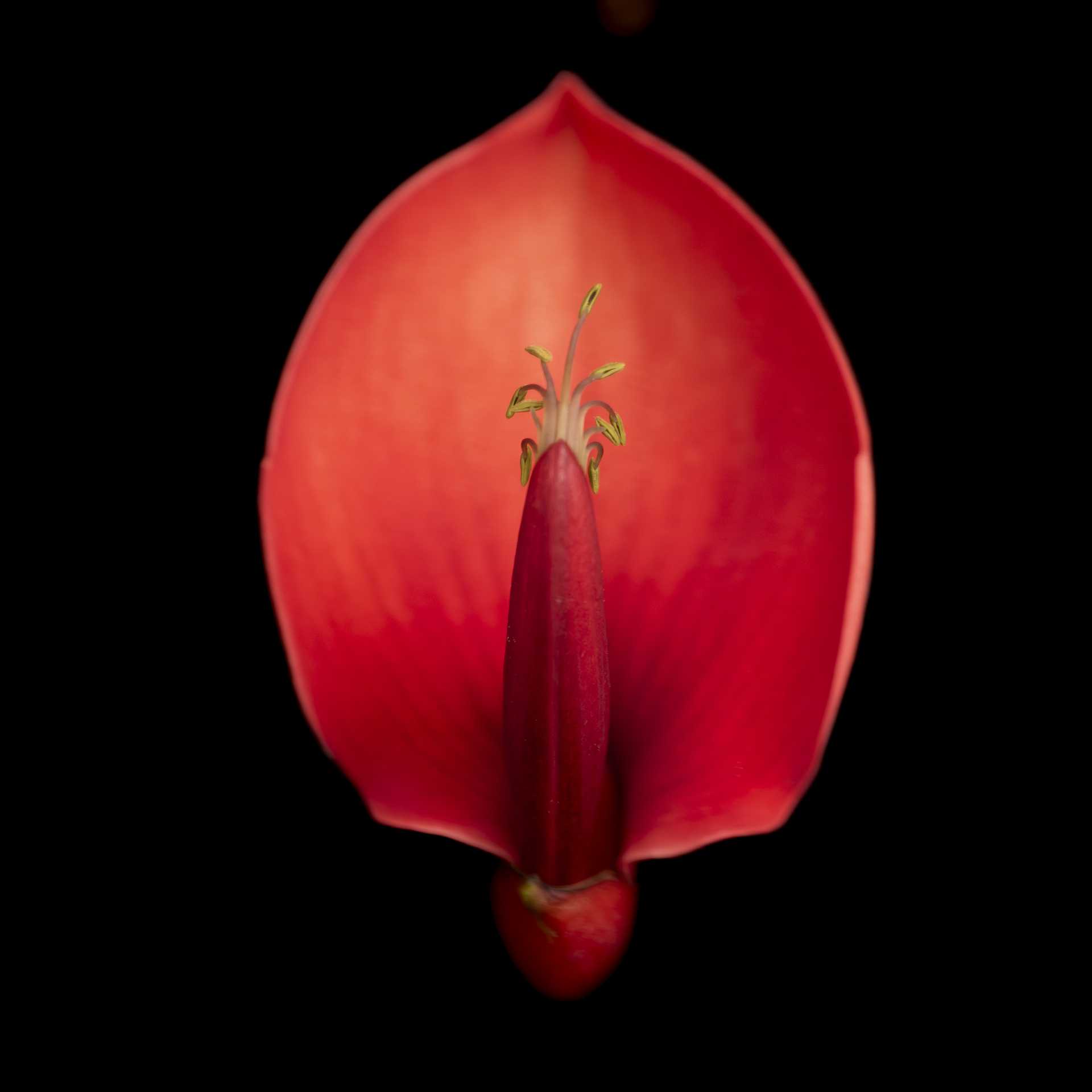 ERYTHRINA – LUZ BUENA