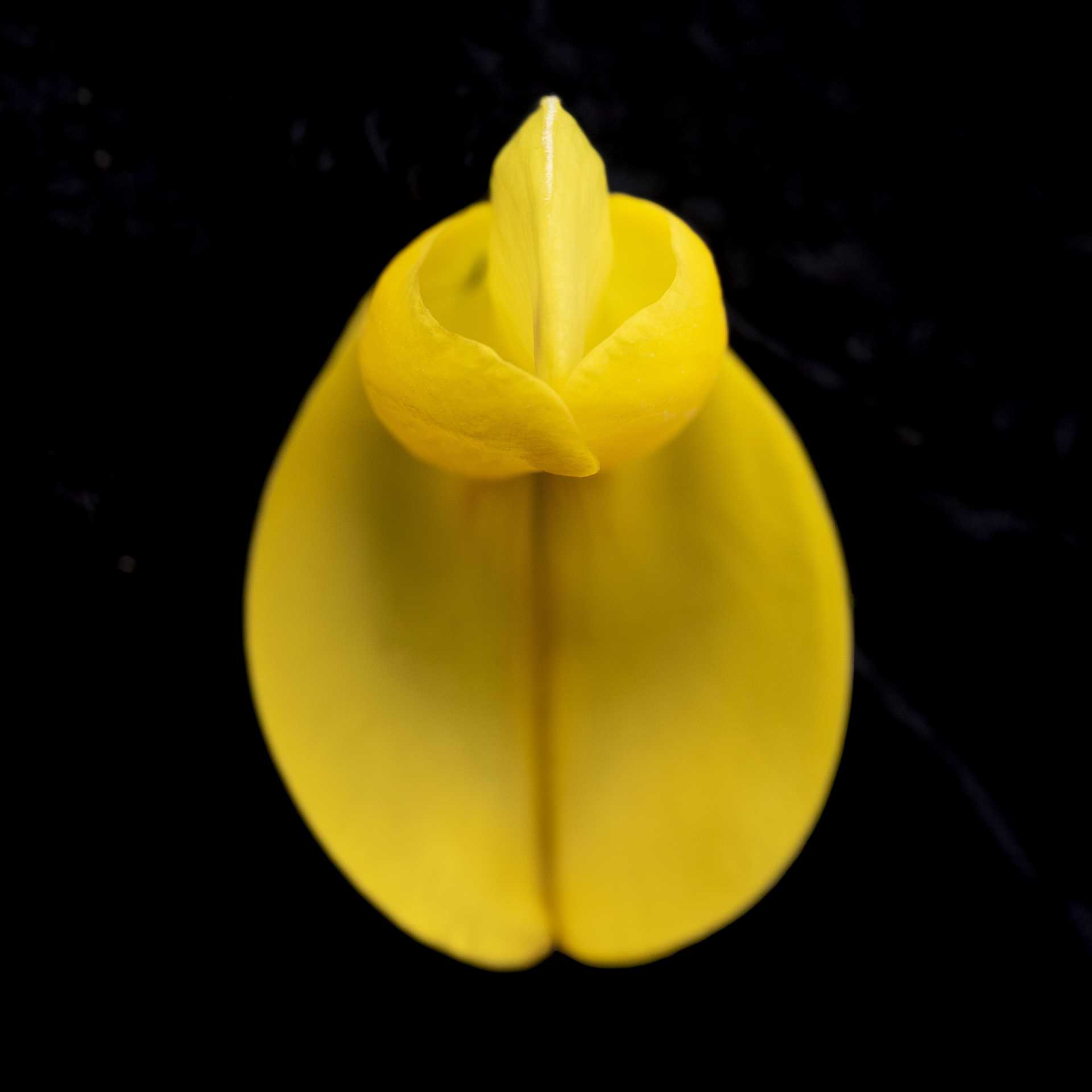 CYTISUS – LUZ BUENA