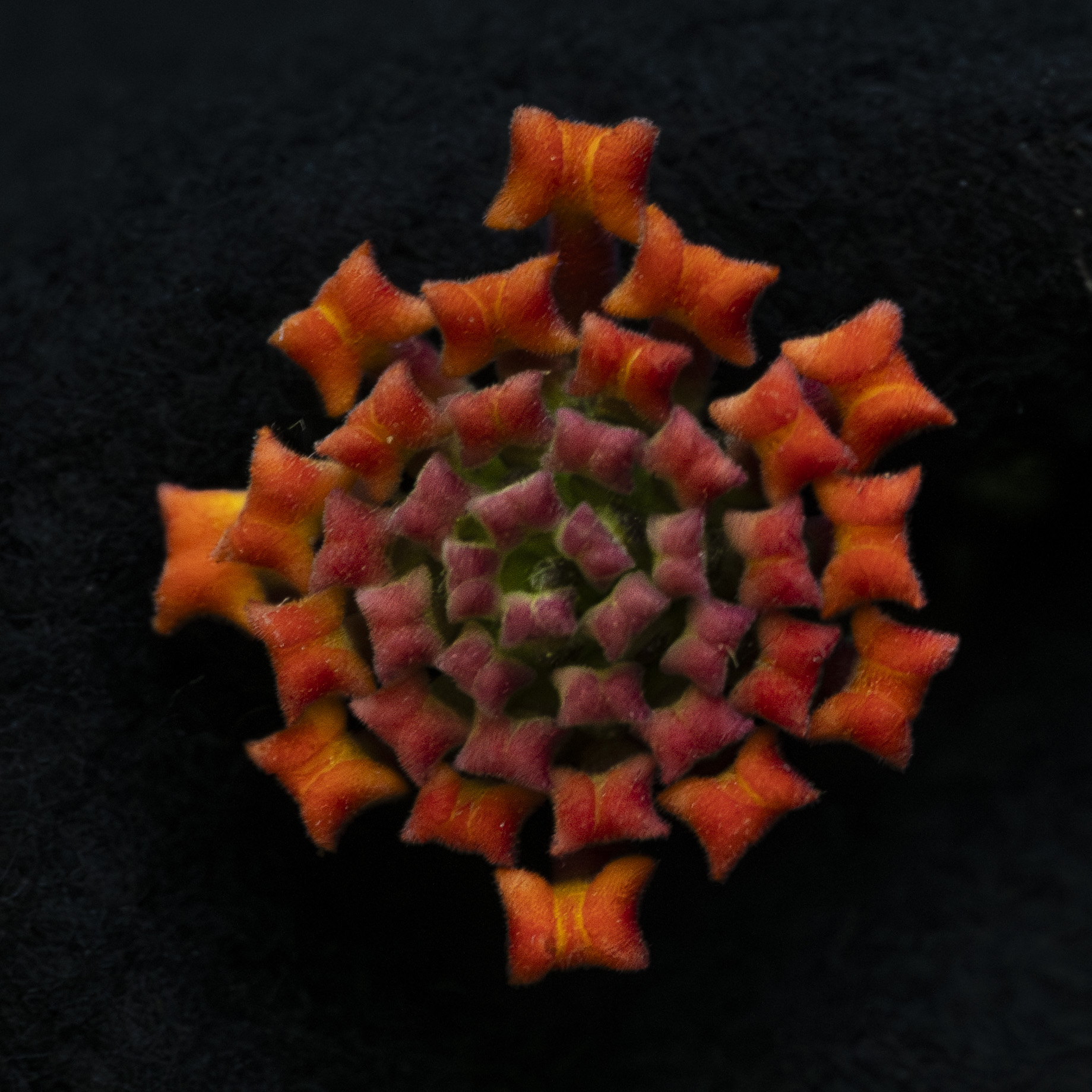 LANTANA – LUZ BUENA