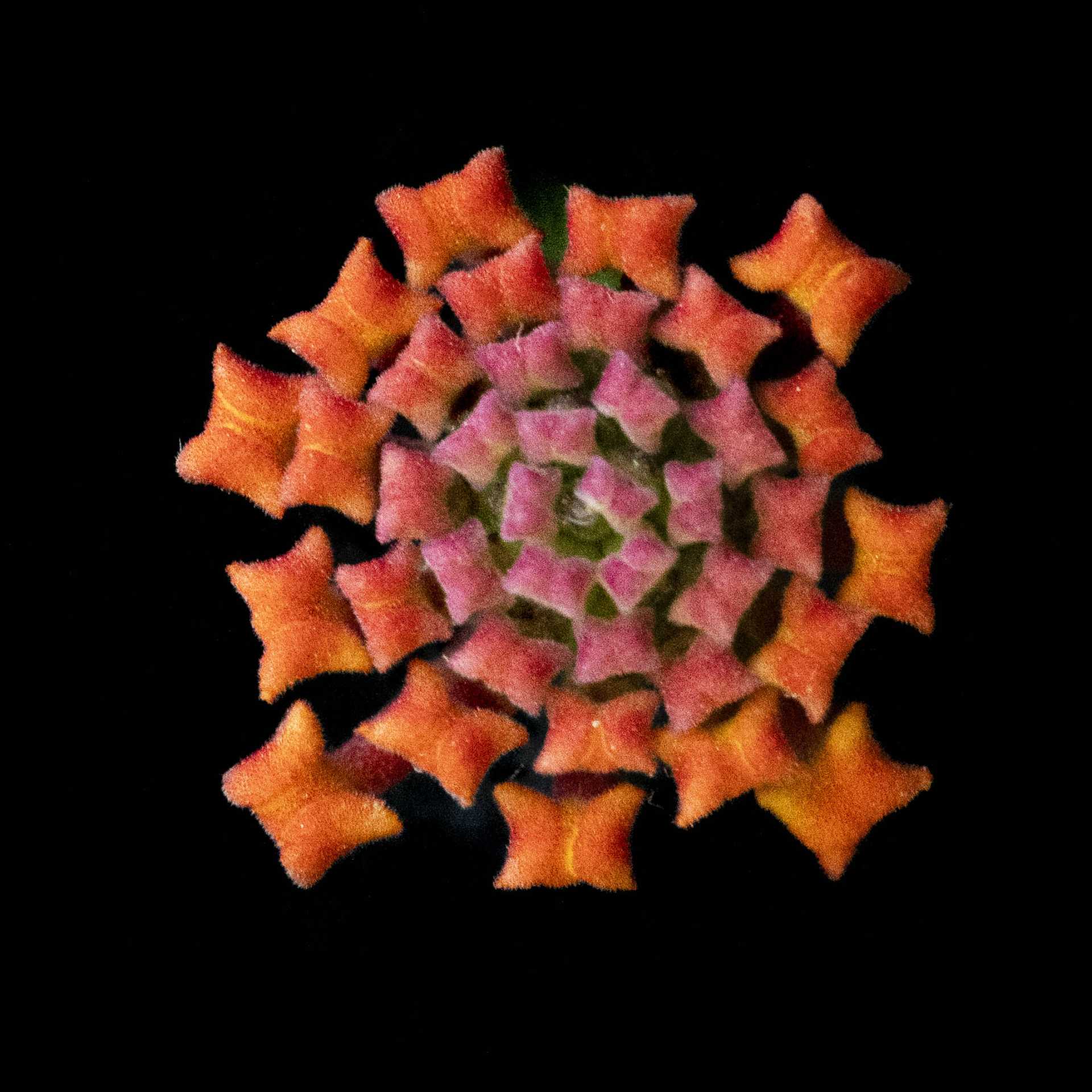 LATANA – LUZ BUENA