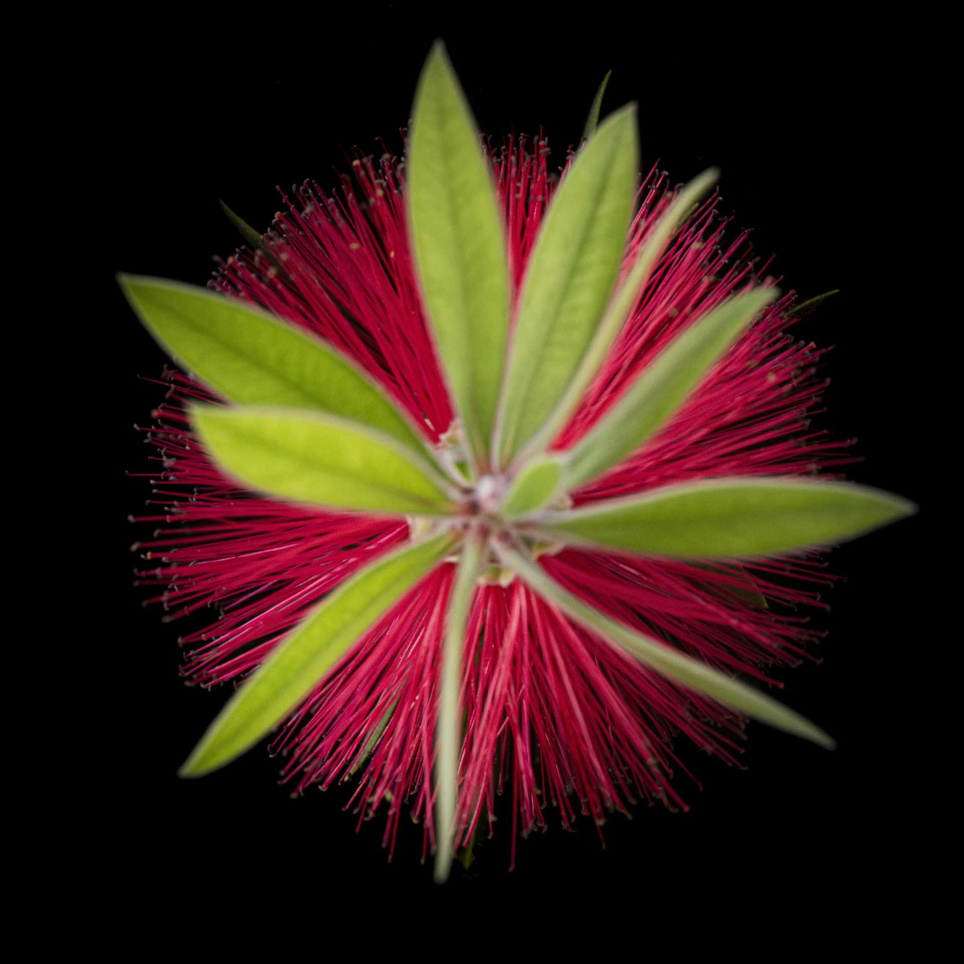 MALELUCA – LUZ BUENA