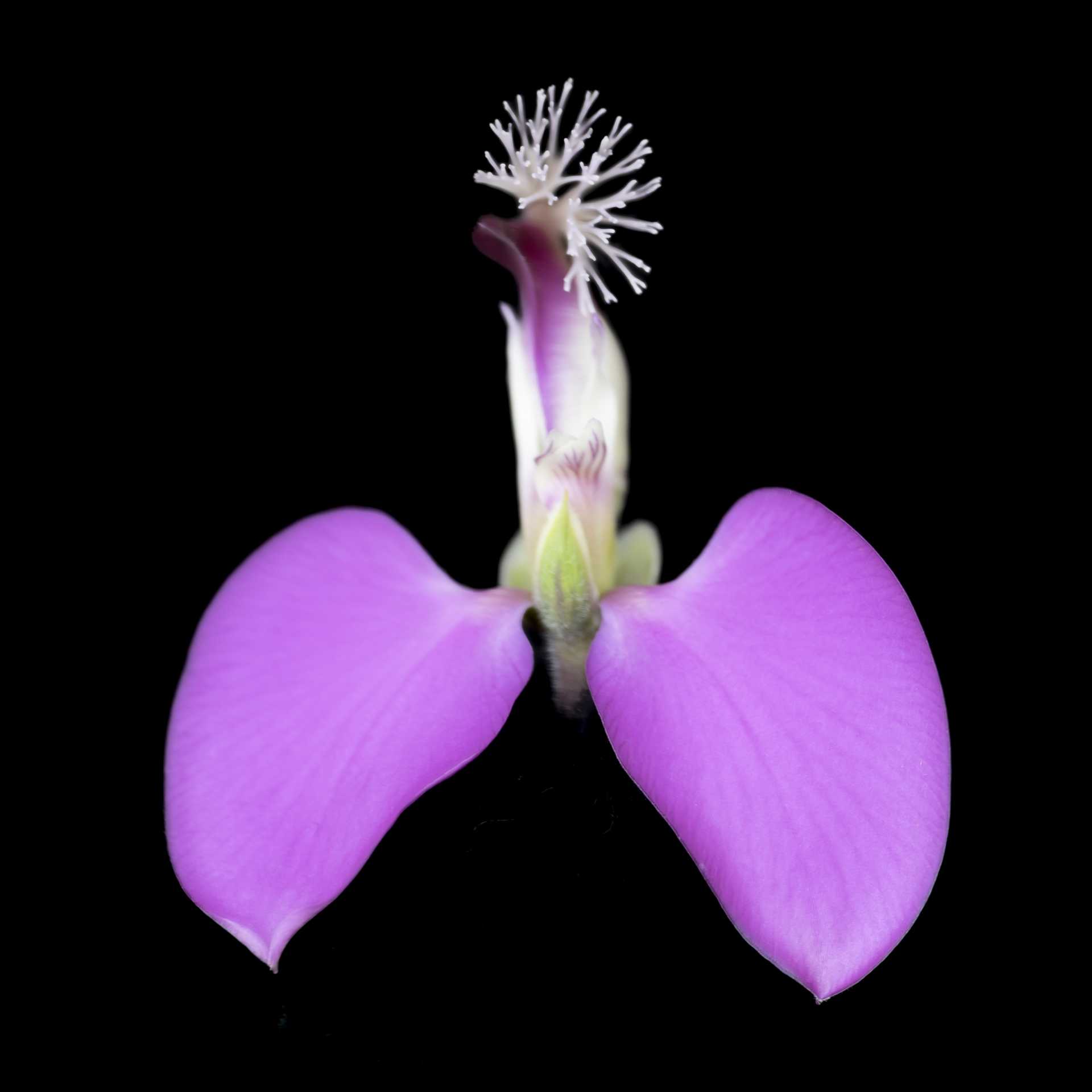 MIRTIFOLIA – LUZ BUENA