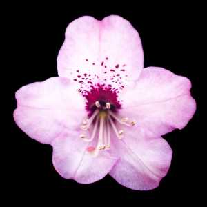 RHODONDENDREN– LUZ BUENA